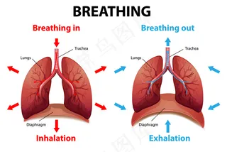 呼吸过程解释