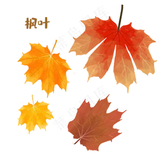 秋天枫叶组合素材