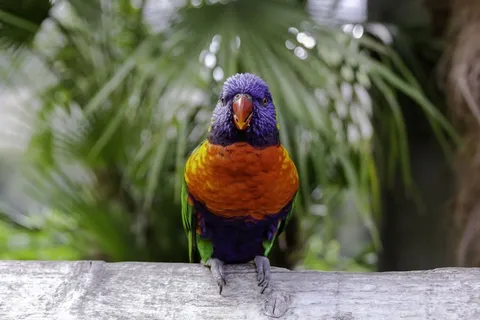 一个彩虹洛里尼坐在木板上的特写在阳光下模糊的背景 一个彩虹洛里尼坐在木板上的特写在阳光下模糊的背景