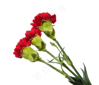 康乃馨花卉