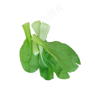 几片小油菜茎叶