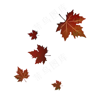 红叶飘落秋天枫叶