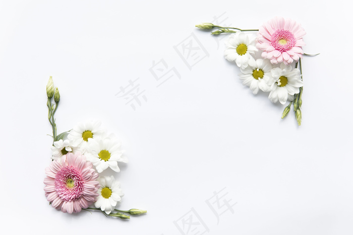 雏菊组合