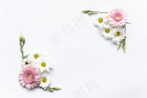 雏菊组合