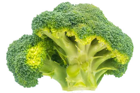 绿色花椰菜实物 绿色花椰菜实物