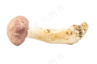一根蔬菜香菇