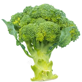 绿色美味花椰菜 绿色美味花椰菜