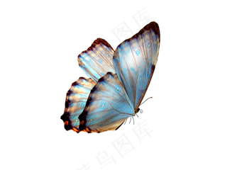 免扣素材蝴蝶元素高清1