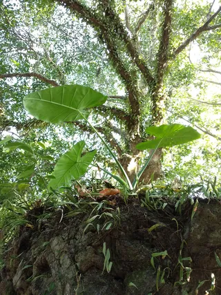石头开花 石头上的山芋头