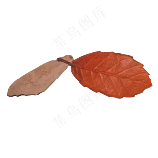 红色树叶枯萎树叶