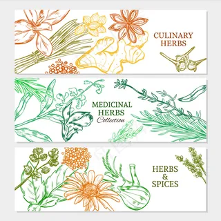 天然健康植物横幅banner 天然健康植物横幅banner