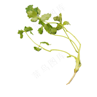 绿色蔬菜香菜