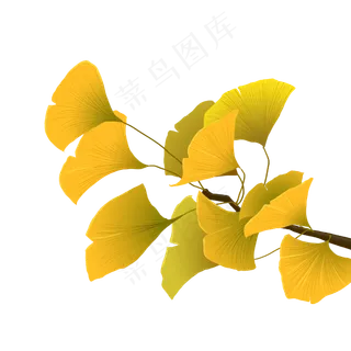 黄色银杏树树枝