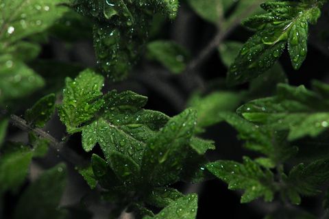 深色背景叶子上露水的选择性聚焦视图