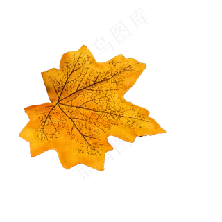 枯黄的黄色树叶下载
