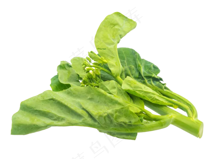 新鲜蔬菜菠菜(3000X3000(DPI:300))