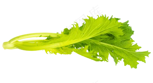 芹菜蔬菜叶子