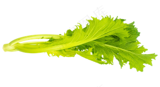 芹菜蔬菜叶子