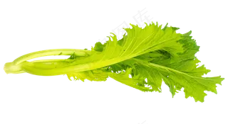 芹菜蔬菜叶子