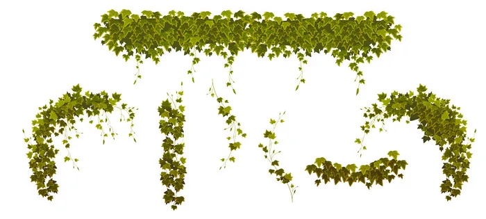 常春藤爬藤与绿色植物叶集eps,ai矢量模版下载