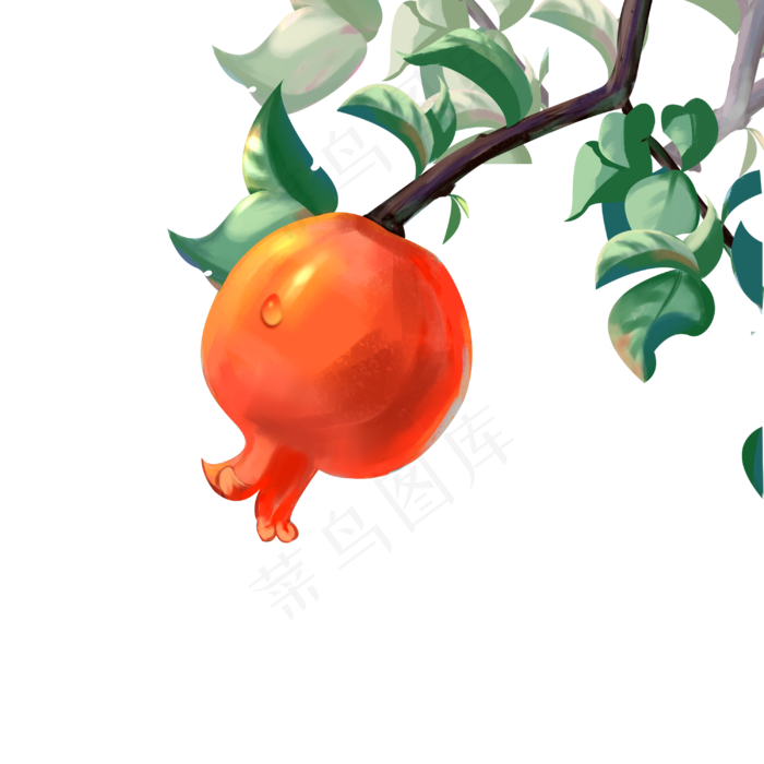 寒露成熟果实石榴(3000X3000(DPI:300))psd模版下载