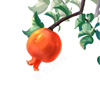 寒露成熟果实石榴