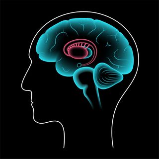 基底神经节和边缘系统。人脑解剖。大脑皮层和小脑载体