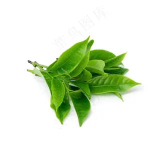 白底绿茶叶1