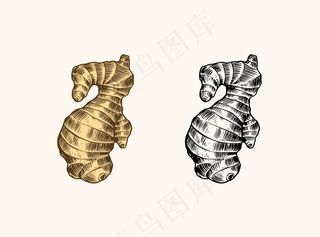 生姜根，切碎的根茎，新鲜植物。