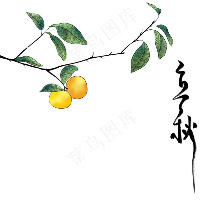节气立秋植物(2000X2000(DPI:300))psd模版下载