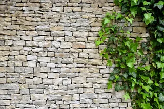 以常春藤为背景的古老石墙