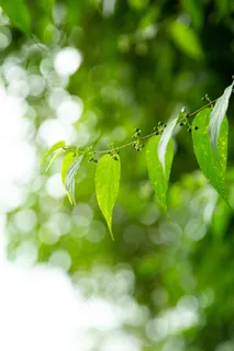 春分唯美高清生态背景3 春分唯美高清生态背景3