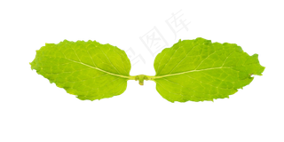 绿色叶子