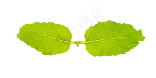 绿色叶子