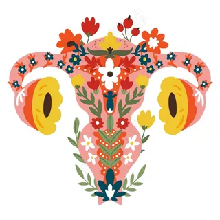 有花的雌性生殖系统 有花的雌性生殖系统