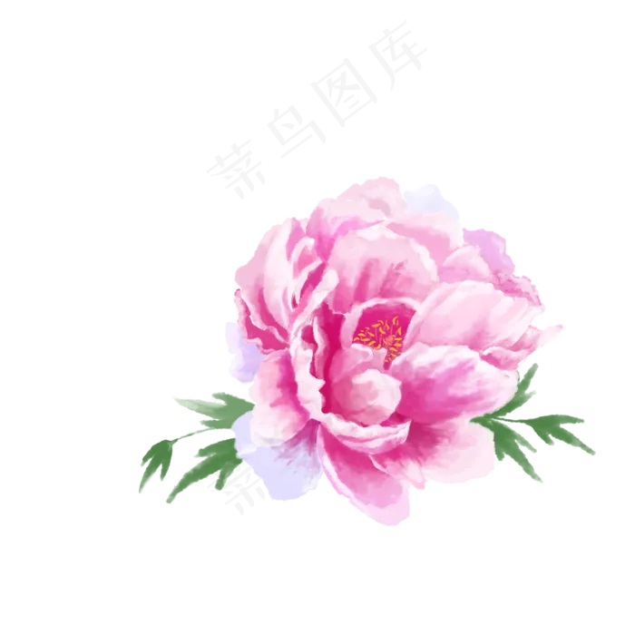 牡丹花水彩画(2000X2000(DPI:300))psd模版下载
