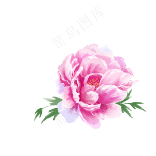 牡丹花水彩画