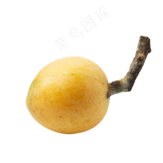 一棵新鲜的枇杷免抠图