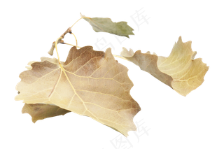 秋天黄色落叶