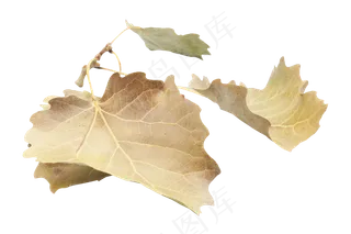 秋天黄色落叶