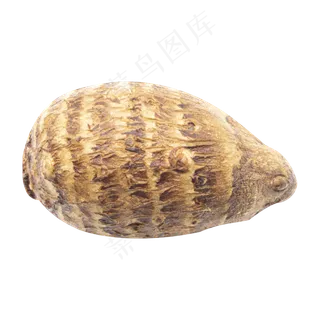 美味食材竹笋 美味食材竹笋