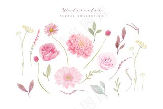 水彩玫瑰，大丽花和非洲菊花收藏