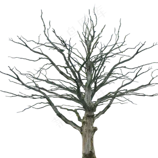 树木植物枯萎枯树