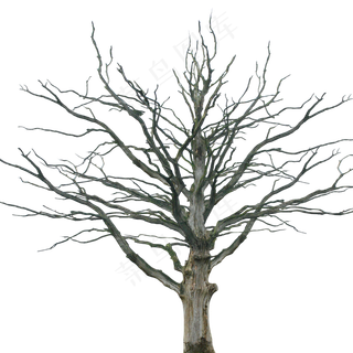 树木植物枯萎枯树