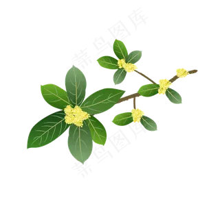 中秋节矢量桂花树