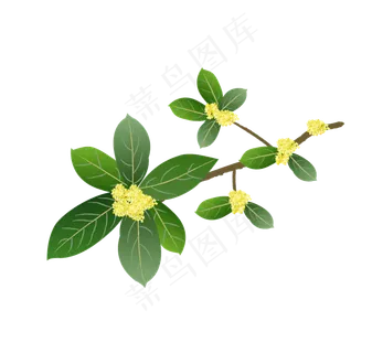 中秋节矢量桂花树 中秋节矢量桂花树