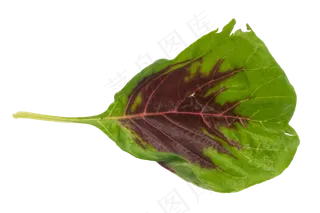 蔬菜叶子