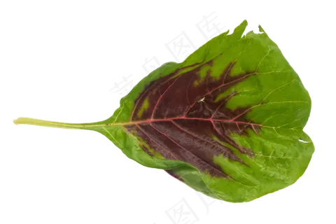 蔬菜叶子 蔬菜叶子