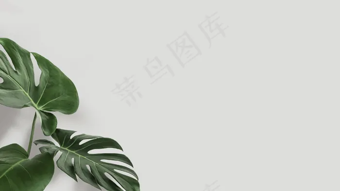 带复制空间矢量的绿色龟背竹叶eps,ai矢量模版下载
