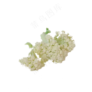 白色花菜 白色花菜